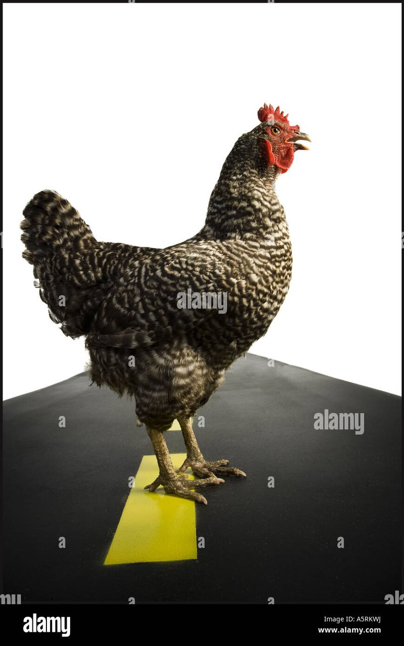 Explore juego chicken road